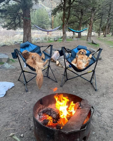 Camping Goldens