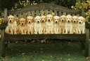 Goldens on Bench 2