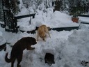 Misty & McCloud in Snow