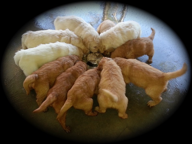 pm2/wwr14 @ 5 wks - 2