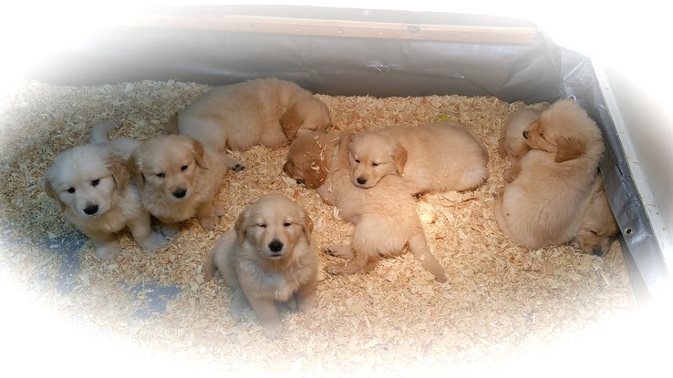 tm17 @ 6.5 wks-1