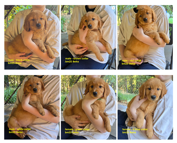bm25 8wks first 6 pups