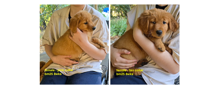 bm25 8wks last 2 pups