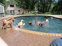 1 Tennis Ball; 5 Golden Retrievers; a Pool