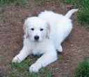 Rufus as a Pup